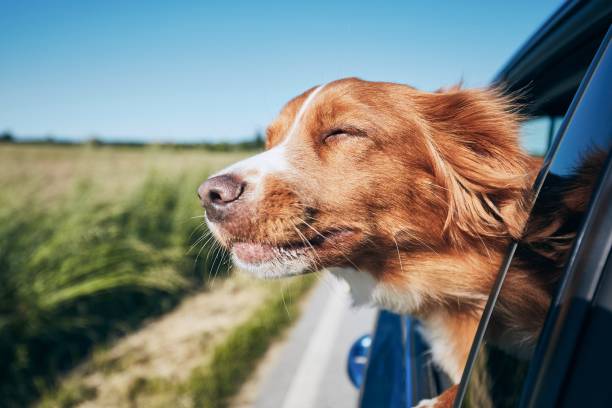 8 Guidelines to Travel With Pets to Canada
